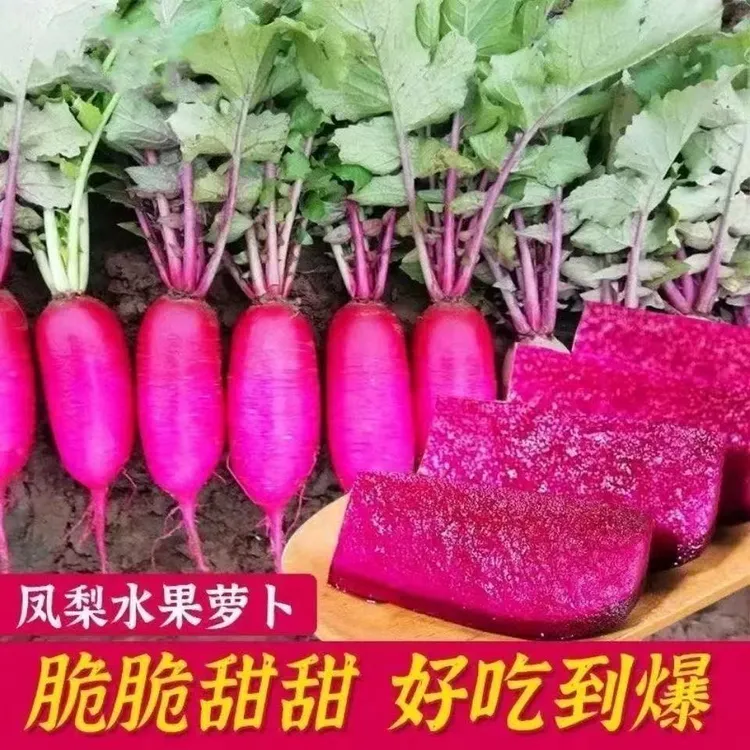 易生长凤梨水果萝卜樱桃萝卜种子高产满堂红心里美萝卜春秋蔬菜