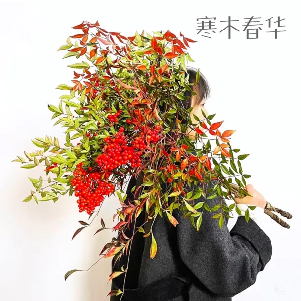 【南天竹果】水培鲜切花南天竹果瓶插摆件