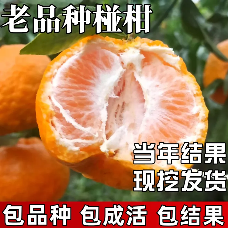 椪柑树苗庭院地栽耐寒果苗桔子树苗盆栽嫁接橘子树大树当年结果