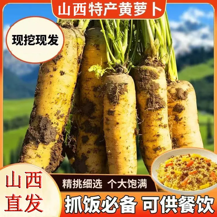 山西黄萝卜新鲜胡萝卜手抓饭食材水果萝卜时令当季疏菜地头现挖