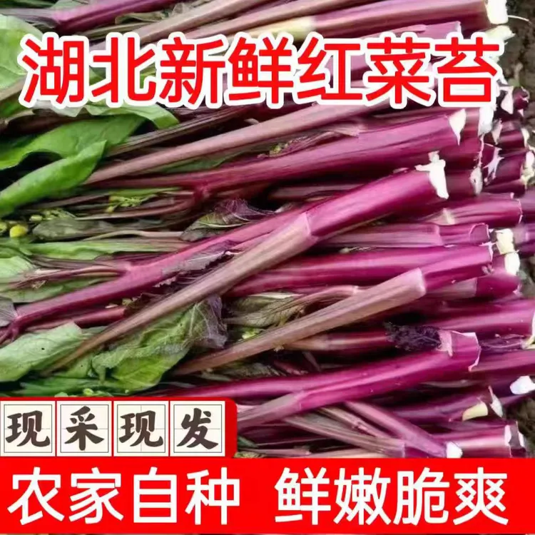 红菜苔正宗湖北新鲜脆嫩菜心紫菜苔蔬菜农家自种露天打霜红菜苔