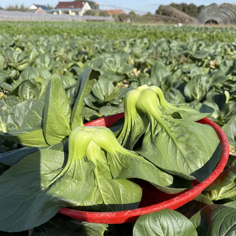 （顺丰包邮）苏北青菜苏州青青菜软糯可口青菜现摘蔬菜3斤5斤装