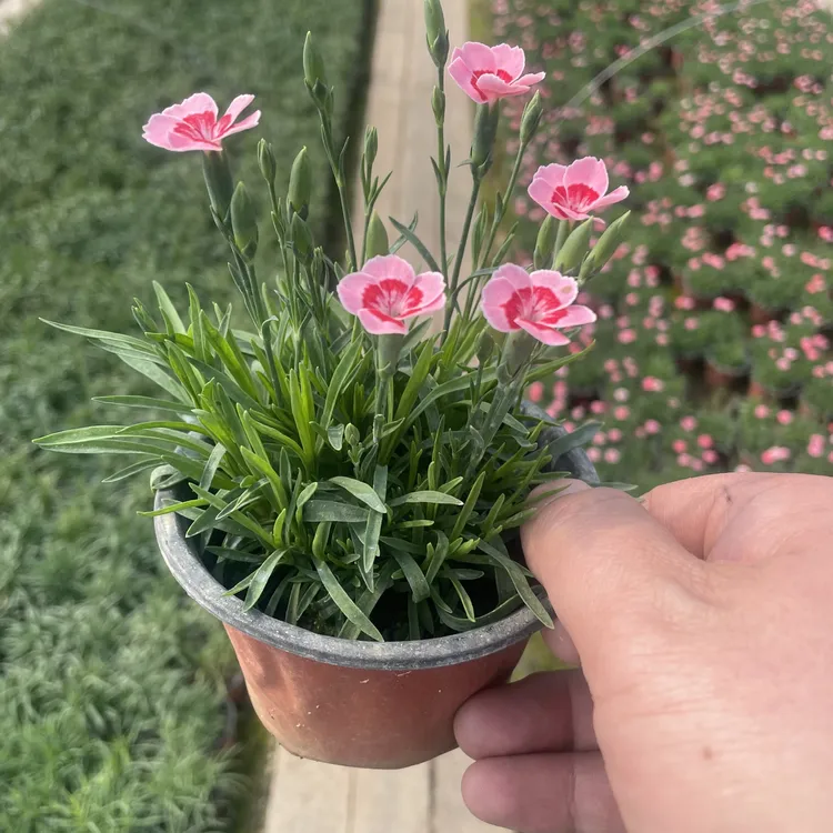 蜜桃派石竹带花苞耐寒耐旱花期长好养活阳台盆栽庭院花园地栽植物