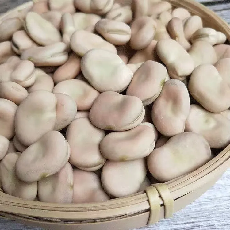 蚕豆种子特大粒高产日本大白皮蚕豆种籽耐寒大田秋冬播蚕豆种大全