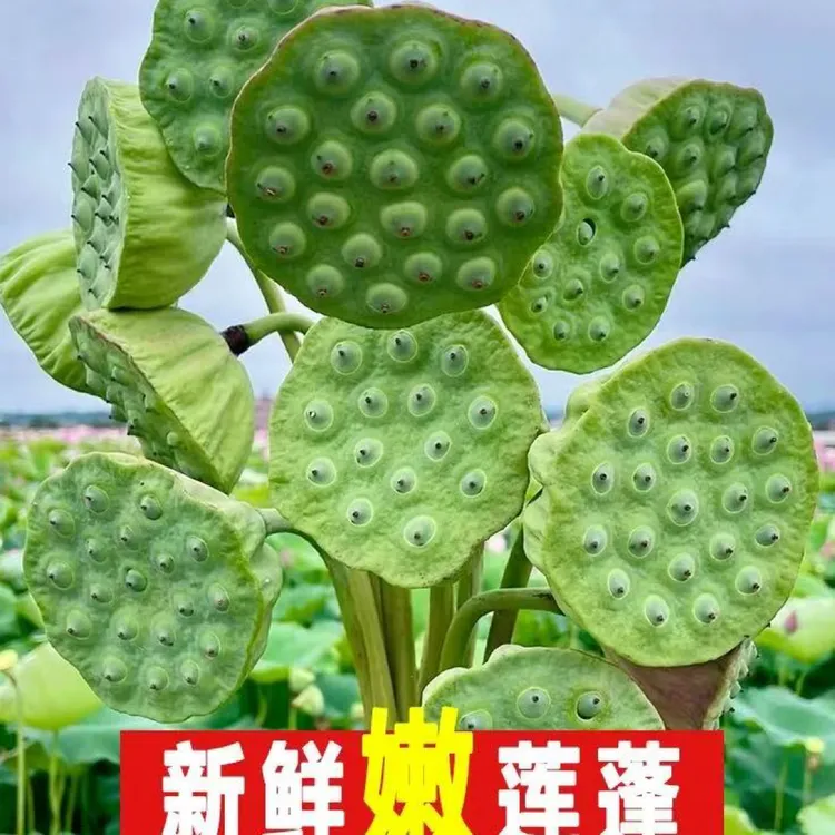 新鲜莲蓬脆甜3斤18-22个左右新鲜现摘即食包邮中通