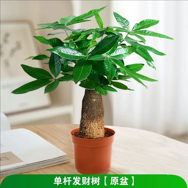 发财树小盆栽办公室内绿植桌面植物摆件防辐射净化空气懒人花好养