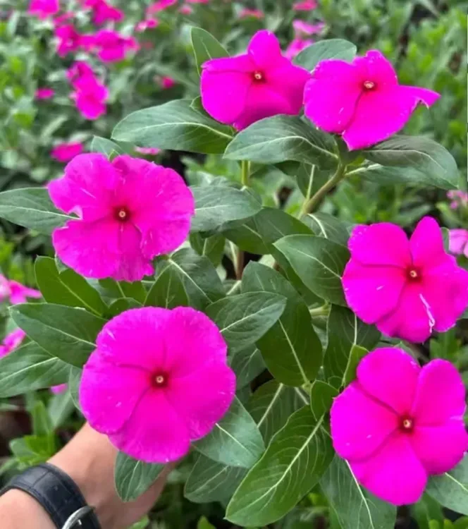 【天天开木本】长春花四季开花带花带花苞发货庭院阳台耐热绿植花卉