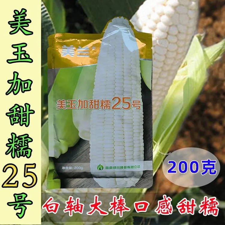 正品原装美兰美玉25号加甜糯玉米种子加甜糯鲜食玉米蔬菜种子