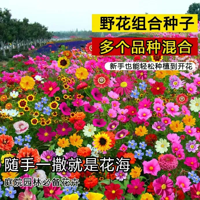 耐寒野花组合花种子四季开花庭院阳台格桑花波斯菊花海百日草种籽