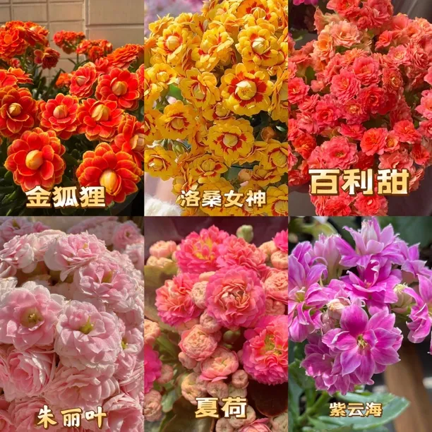 长寿花6个品种六个色包对版包对色