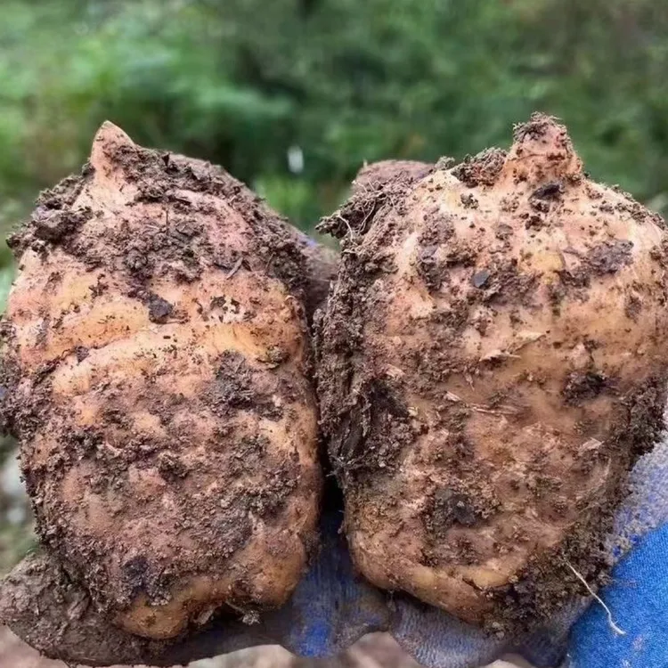 罗黑黑山货【新鲜天麻】云南昭通小草坝新鲜天麻野外天麻可过节送礼