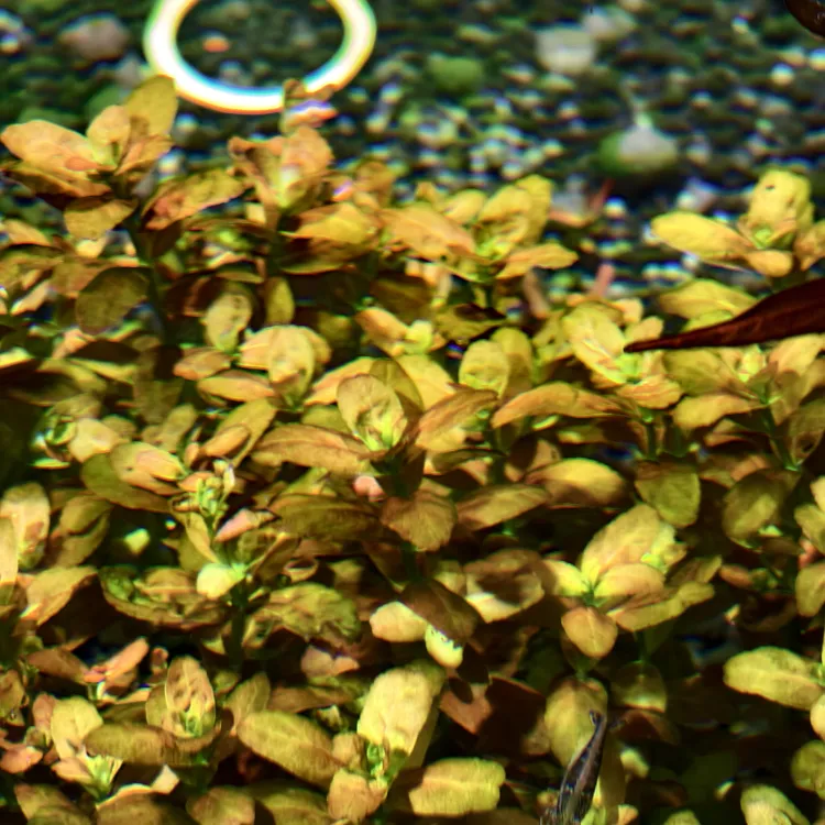 南美小圆叶水草百分百玩家自养水下叶中景水草