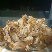 2【金-丝-蕨-菇】净含量：200-1500g【小田现收】