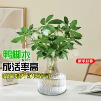 八方来财鸭脚木鹅掌财水培盆栽八方来财招财绿植玻璃瓶水养办公室