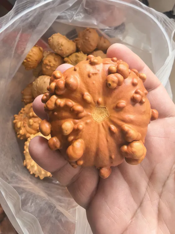墨西哥疙瘩葫芦一物一拍49.9，一物一拍49.9