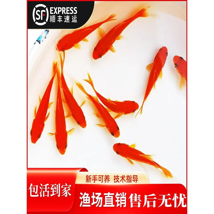 淡水观赏鱼活体红白花草鱼宠物鱼红草冷水小型锦鲤鱼饲料鱼草金鱼