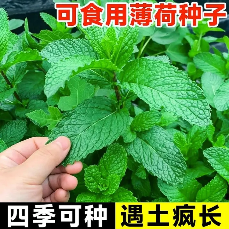 薄荷可食用薄荷种子室内小盆栽猫薄荷驱蚊植物阳台四季种植