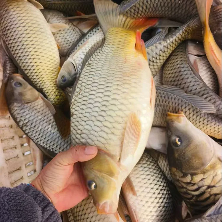 鲤鱼 福瑞鲤 稻花鲤鱼淡水 水族