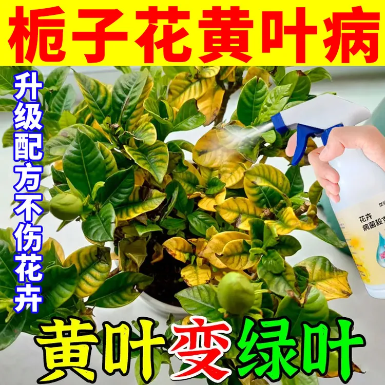 栀子花黄叶尖焦枯叶专用营养液肥落叶黑斑枯萎黄化急救抑菌喷雾剂