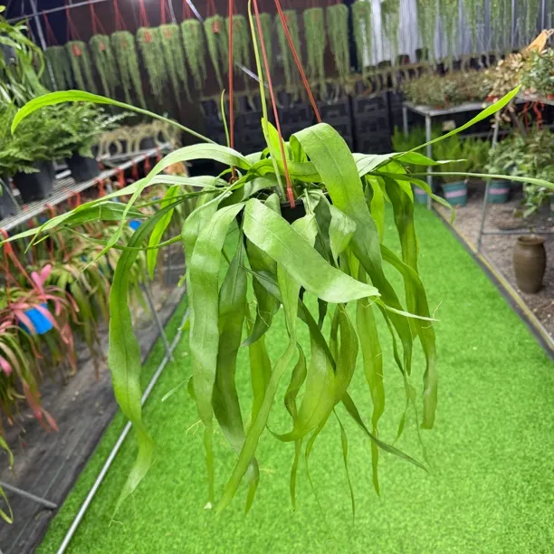 小叶昙花长款盆栽室内阳台庭院四季好养易活植物