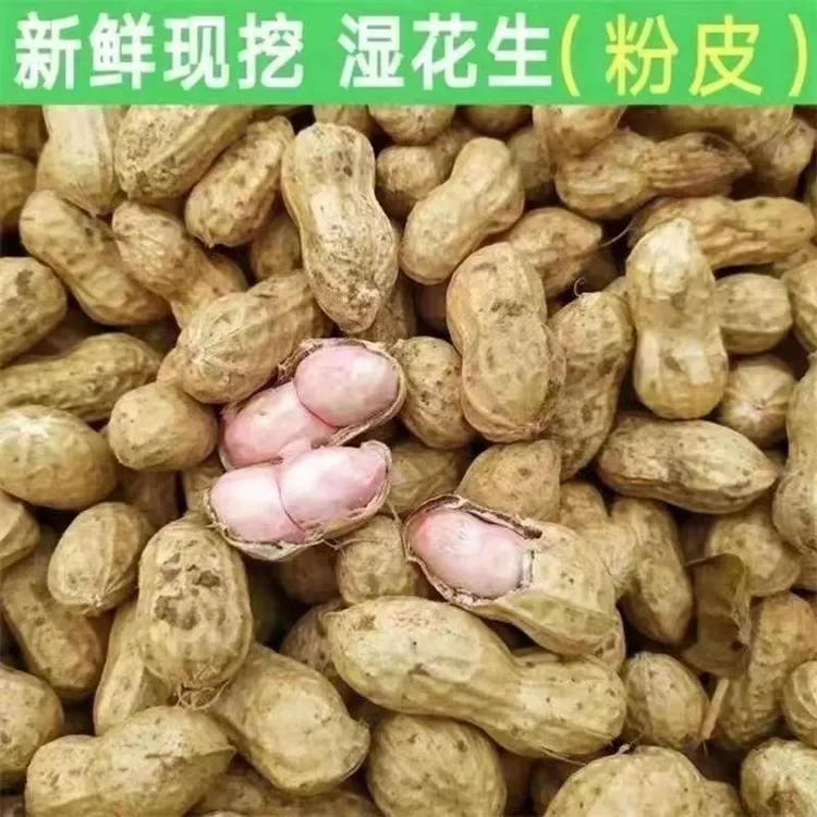 现挖现发小白沙罗汉果小花生新鲜带壳生花生可水煮