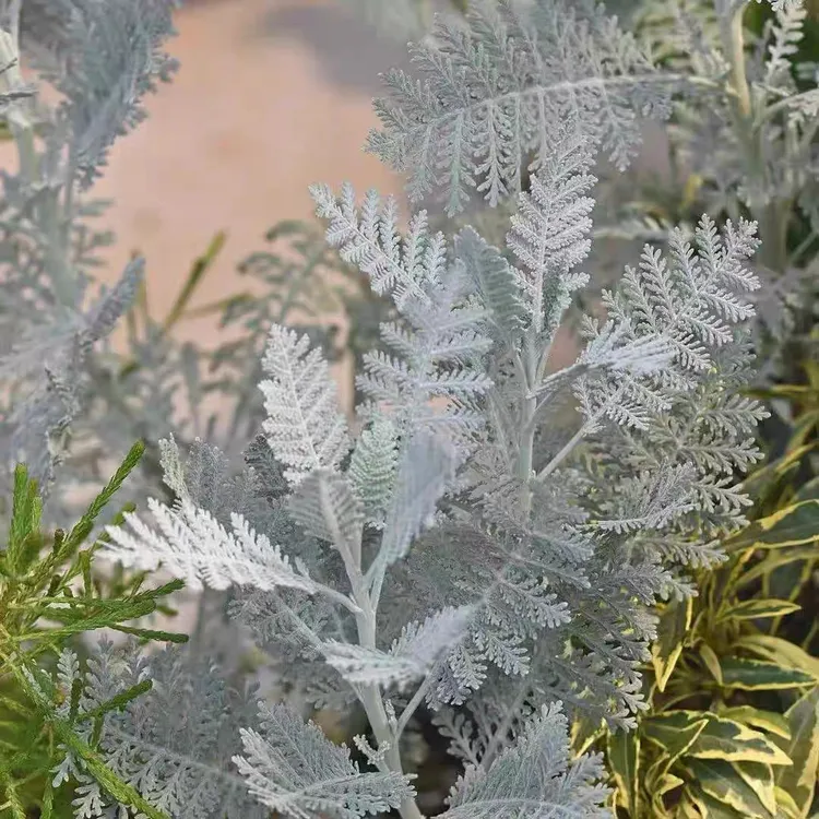 银叶菊盆栽苗多年生银色系花镜冬季耐寒花卉观叶赛车手芙蓉菊盆栽