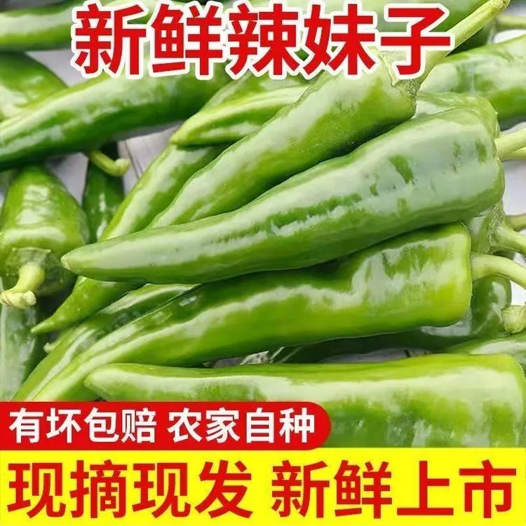 现摘辣妹子辣椒青辣椒青尖椒微辣非小米辣农家辣椒现摘