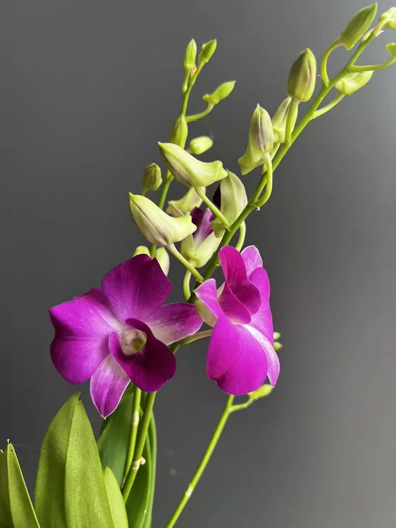 秋石斛（梦幻水晶）带花盆栽兰花好养花期长鲜花绿植适合客厅摆放