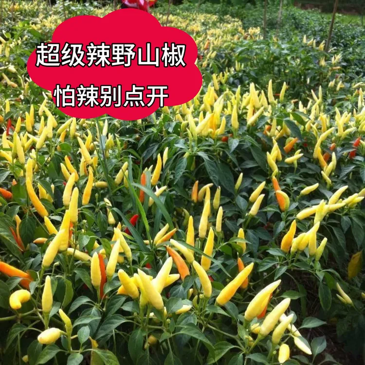 应季新鲜特辣野山椒白米椒朝天椒小米辣现摘现发泡椒