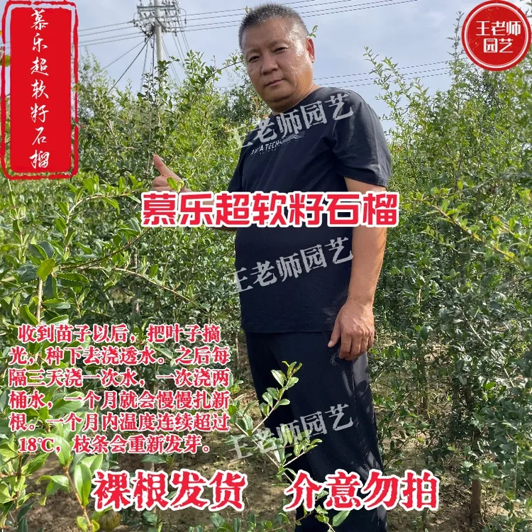 慕乐超软籽石榴 果树苗庭院南北方种植裸根发货