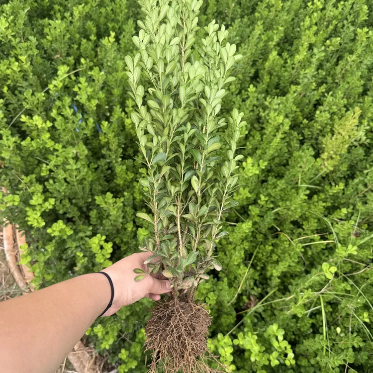 小叶瓜子黄杨篱笆苗色块工程绿化四季常青不落叶耐寒耐晒