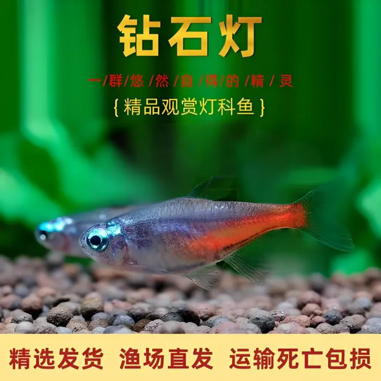 小型观赏灯科钻石灯鱼群游彩虹群游孔雀鱼观赏鱼金丝小型观赏鱼