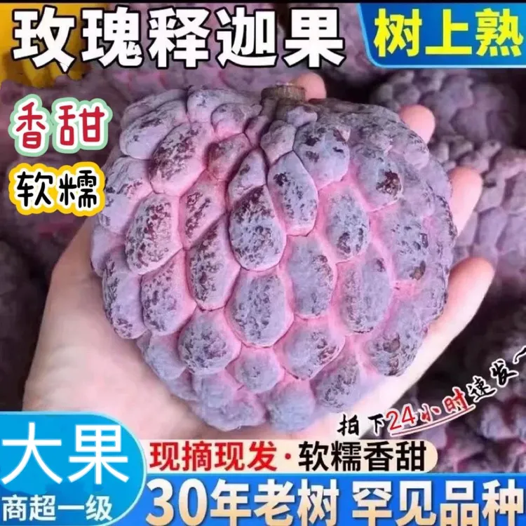 热带水果番荔枝玫瑰红释迦果软糯香甜牛奶释迦摩尼果新鲜批发水果