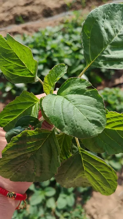 天然银青菜，绿色健康