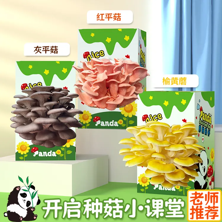 蘑菇种植菌包DIY蘑菇盒家庭室内种植植物生长观察日记科学小实验
