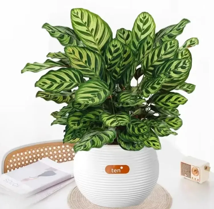 【孔雀竹芋】盆栽室内观叶绿植净化空气四季常青好养大绿植