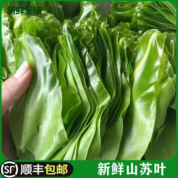 新鲜台湾山苏菜250g鸟巢蕨野菜王西餐酒店特色菜食用山苏叶发顺丰
