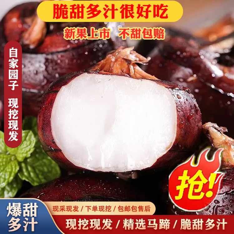 湖北新鲜马蹄脆甜化渣现挖现发马蹄荸荠地梨农家时令即食水果蔬菜