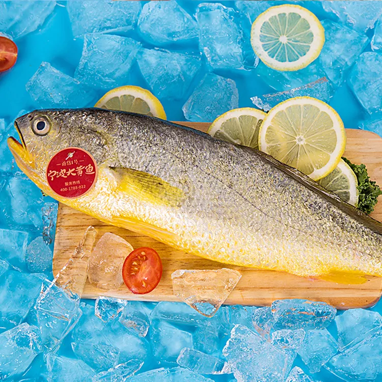 首旅南苑 东海新鲜大黄鱼两条装肉质鲜嫩码头直发全程冷链