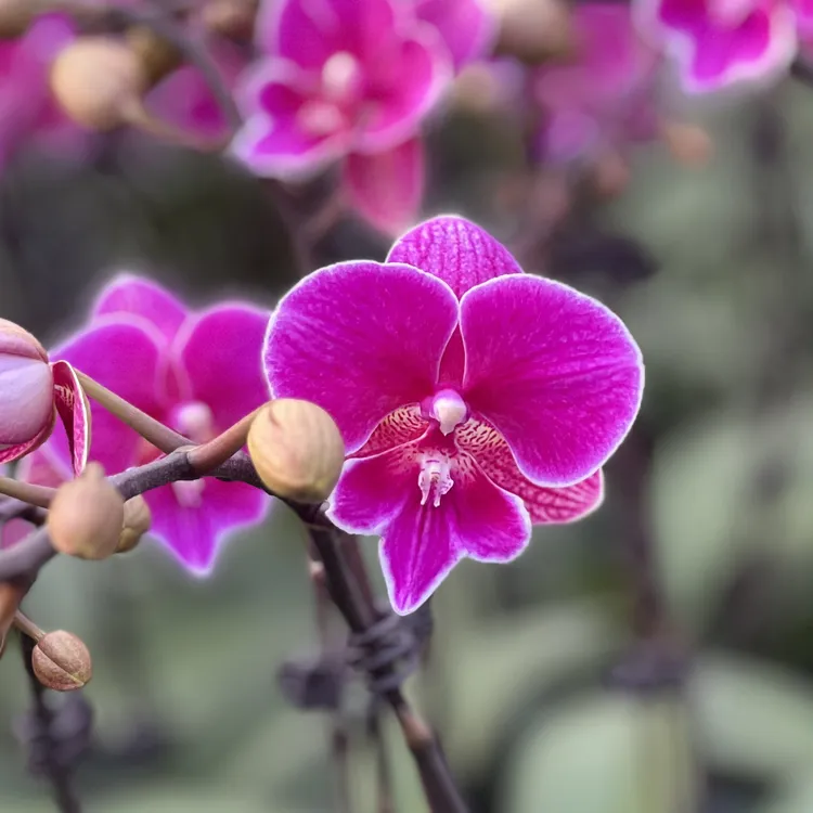 【红豆】蝴蝶兰开花有花苞(2.8寸杯)超耐开鲜花绿植观赏盆栽