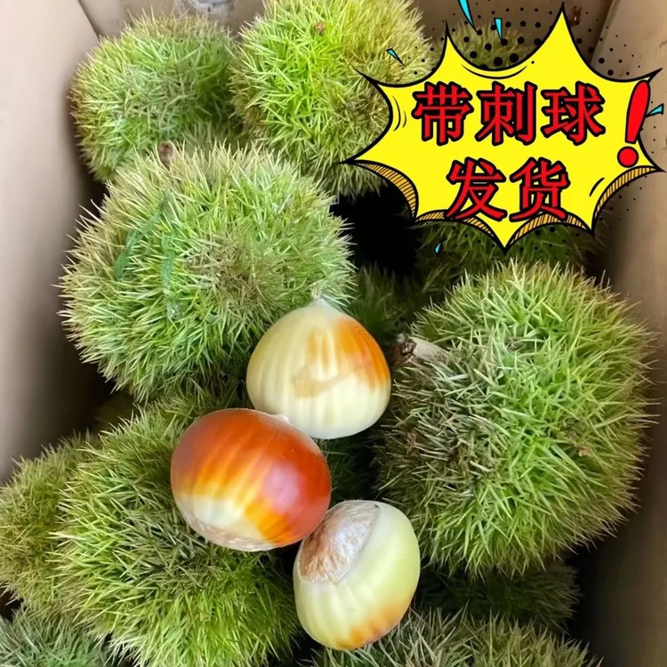 2025年新鲜带壳生板栗现摘嫩板栗带刺毛球会变色（会变花皮红色）