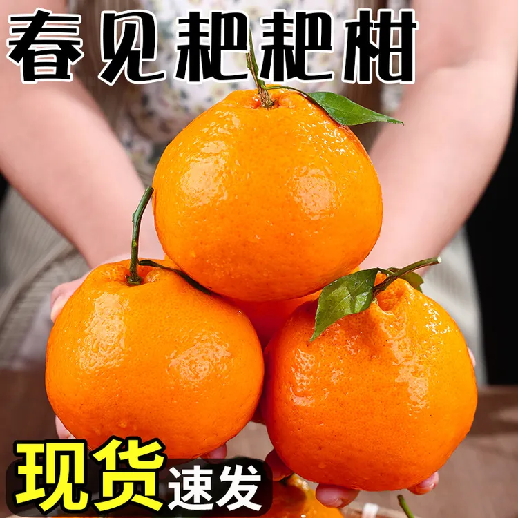 【现货速发】正宗四川春见耙耙柑新鲜水果粑粑柑橘子当季丑桔八怪