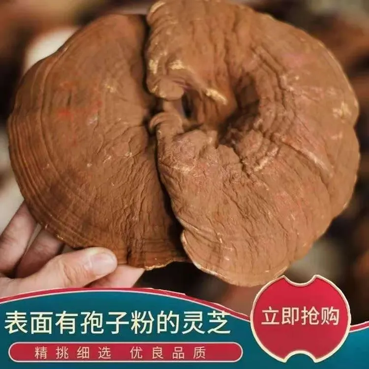 云南高山赤灵芝参带灵芝狍子粉整支灵芝天然包邮