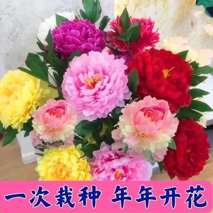 【带盆栽好】大花重瓣芍药庭院地栽室内阳台耐寒耐热花卉