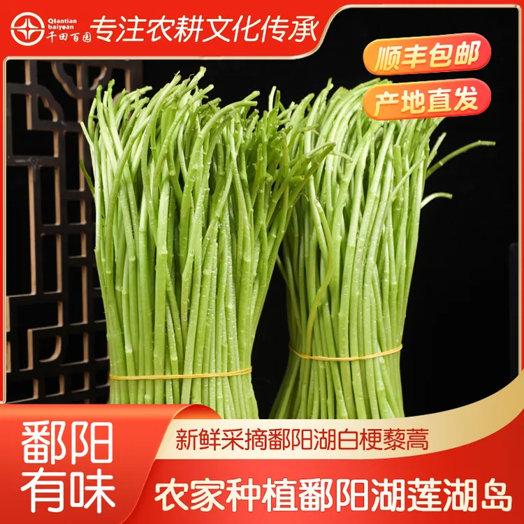 顺丰包邮江西特产鄱阳藜蒿新鲜当季芦蒿泥蒿白黎蒿炒腊肉专用蔬菜