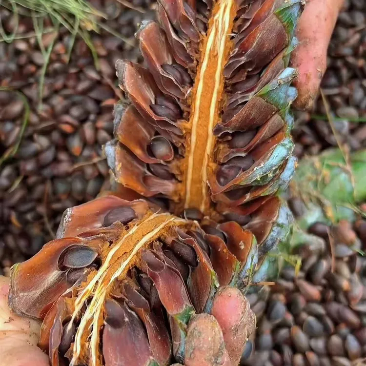 云南新鲜落水松子薄壳原味颗粒大饱满