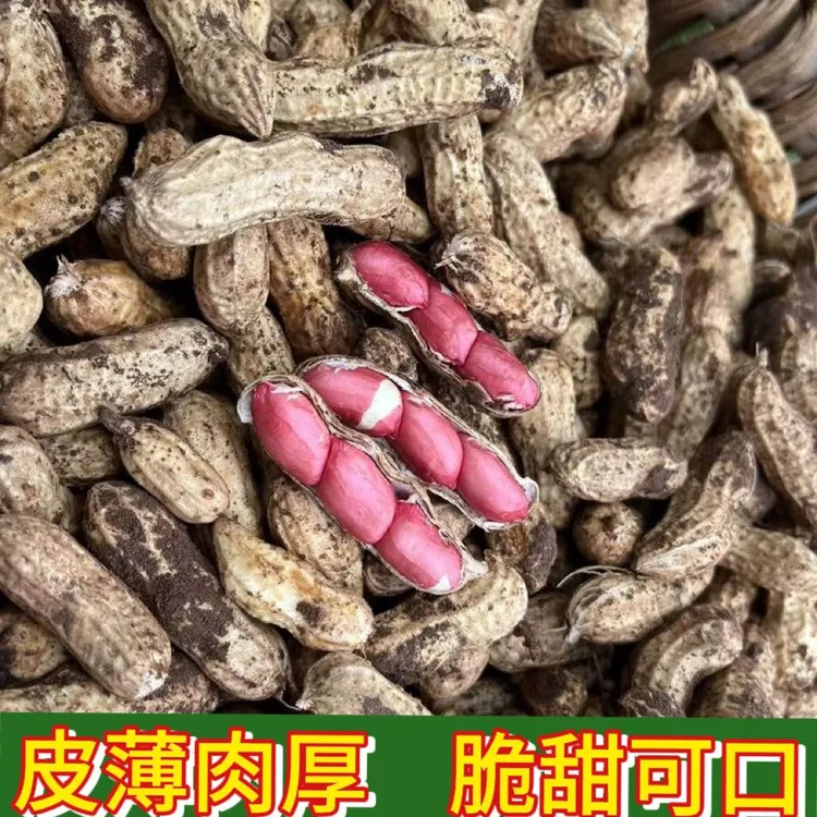 25年广东新鲜现挖红皮花生白皮花生可生吃可水煮人工挑选1斤顺丰