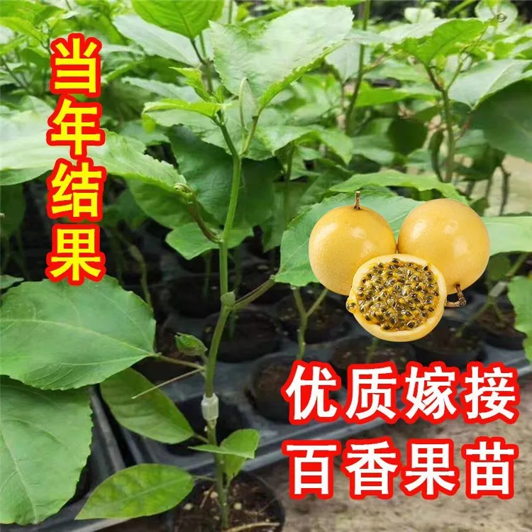 广西正宗黄金百香果嫁接苗纯甜品种当年结果可盆栽地栽南方种植