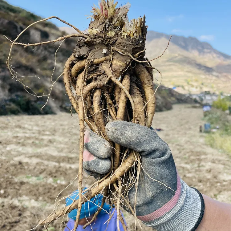 甘肃自家种植新鲜当归 煲汤炖肉 煮水泡水 滋补佳品