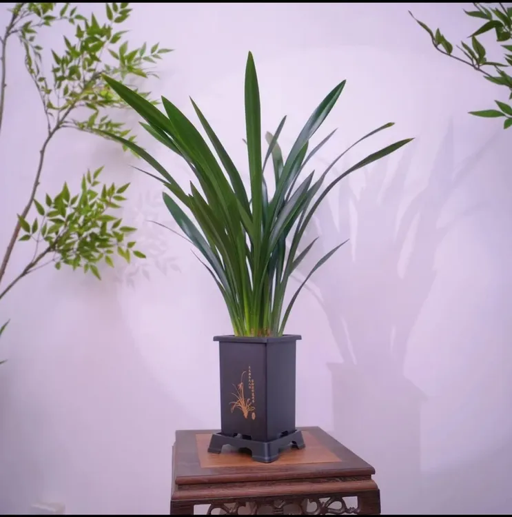墨兰企黑6-8苗盆栽室内花卉四季常青适合客厅办公室摆放